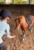 Mini-Shetty, Stute, 6 Jahre, ca. 80 cm Hessen - Wächtersbach Vorschau