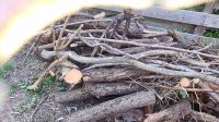Kostenlos Holz abzugeben Sachsen-Anhalt - Wülperode Vorschau