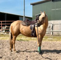 Biete Reitbeteilung Western Nordfriesland - Horstedt bei Husum, Nordsee Vorschau