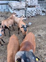 Kamerunschaf bocklamm Schafe Kamerun Lamm Lämmer Bayern - Geroda Vorschau