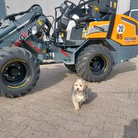 Giant G2700 Hoflader/ Radlader mieten /Cloppenburg /Lastrup Niedersachsen - Molbergen Vorschau