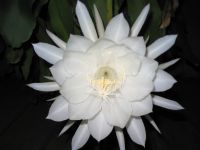 BLATTKAKTUS REINWEISS, Epiphyllum- pumillum, Niedersachsen - Braunschweig Vorschau