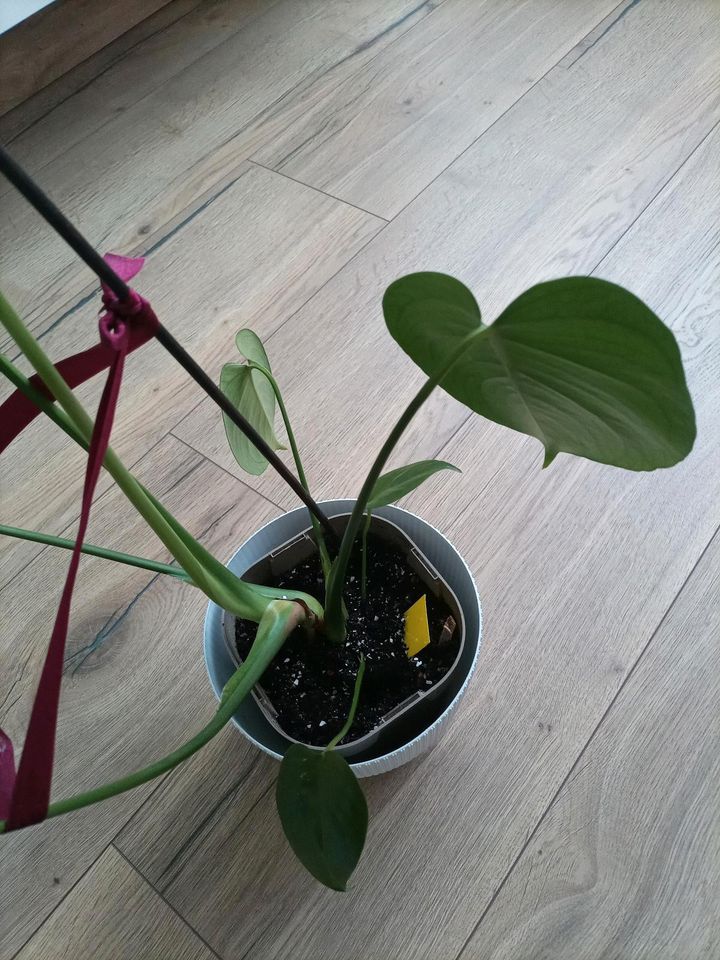 Monstera zimmerpflanzen in Memmingen