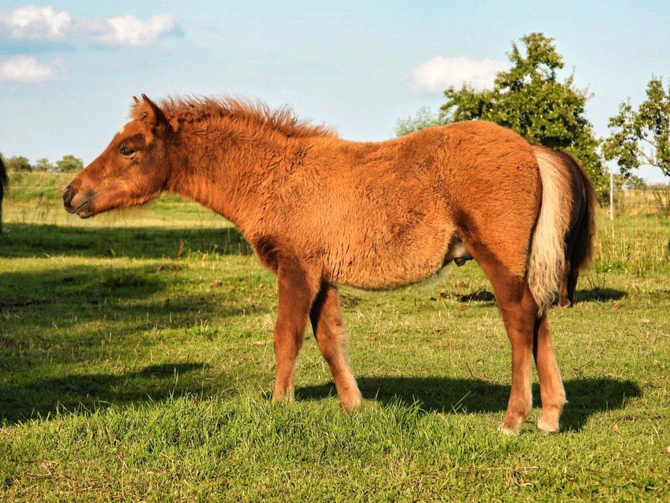 Original Shetlandpony Hengst in Tangermünde