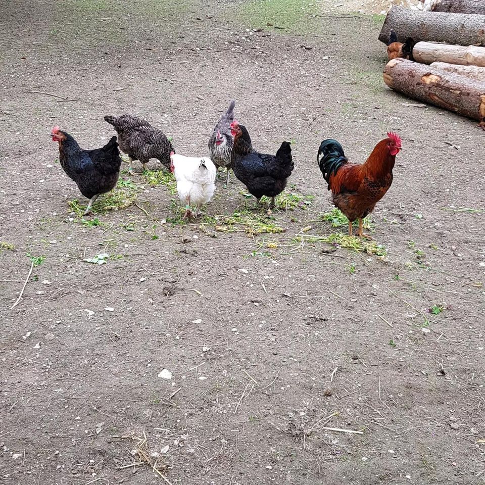 Frische Eier von glücklichen Hühnern aus Hobbyhaltung in Ehingen (Donau)