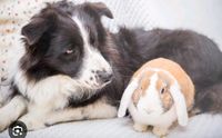 Hund und kaninchenartikel Niedersachsen - Ostrhauderfehn Vorschau