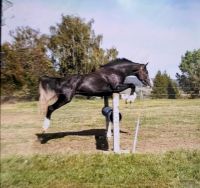 Hannoveraner Stute, Springpferd, Hickstead White × Chico's Boy Thüringen - Creuzburg Vorschau