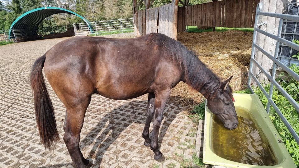 Pferd, Junghengst, Lusitano, APSL, vom Züchter, Papiere in Steinsberg Rhein-Lahn-Kreis