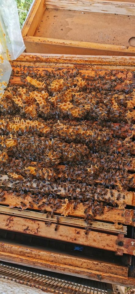 Bienen carnica auf zander maß in Stockheim Oberfr