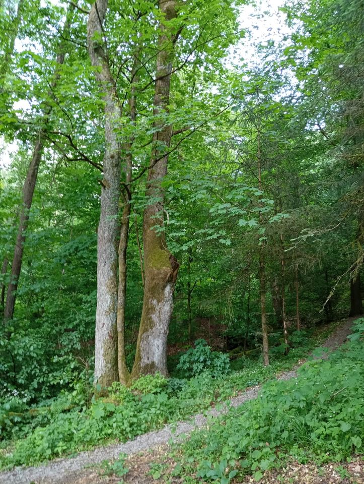 Jagdhütte, einsam, abgelegen Hütte, absolute Alleinlage im Wald in Oechsen