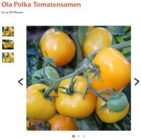 Tomatenpflanzen verschiedene Sorten Niedersachsen - Nordenham Vorschau