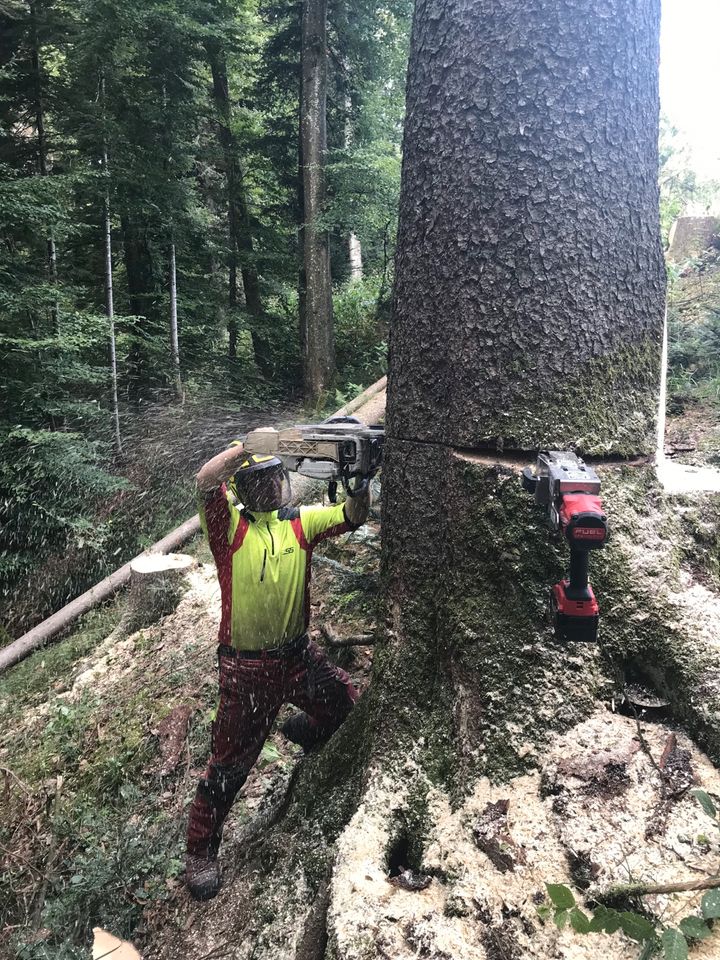 Baumfällung, Rodung, Wald- & Forstarbeit, Fällung, Baum, Hecke in Bad Schussenried