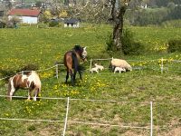 Offenstall Platz Rheinland-Pfalz - Bleialf  Vorschau