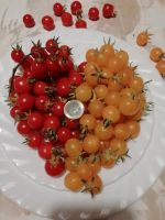 Johannisbeertomaten rot und gelb 20 Samen Tomate  samenfest Sachsen - Dürrhennersdorf Vorschau