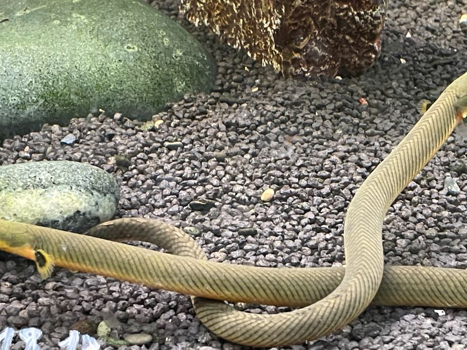 Aquarienfische Zubehör Beratung in Halstenbek