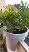 Oleander Pflanze Busch Samen Blüte Gartenpflanze Balkon Grün Über Niedersachsen - Delmenhorst Vorschau