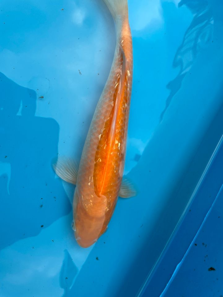 Ginrin Orange Karashi Marusei 29 cm Original Japan Koi Koik in Neuenkirchen