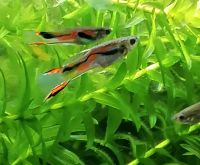 Endler Guppys, 3 Weibchen und 1 Männchen, Guppy, Aquarium Niedersachsen - Bad Zwischenahn Vorschau