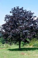 Roter Kugelahorn Ahorn Alleebaum Parkbaum Acer plat Crimson Sentr Nordrhein-Westfalen - Simmerath Vorschau