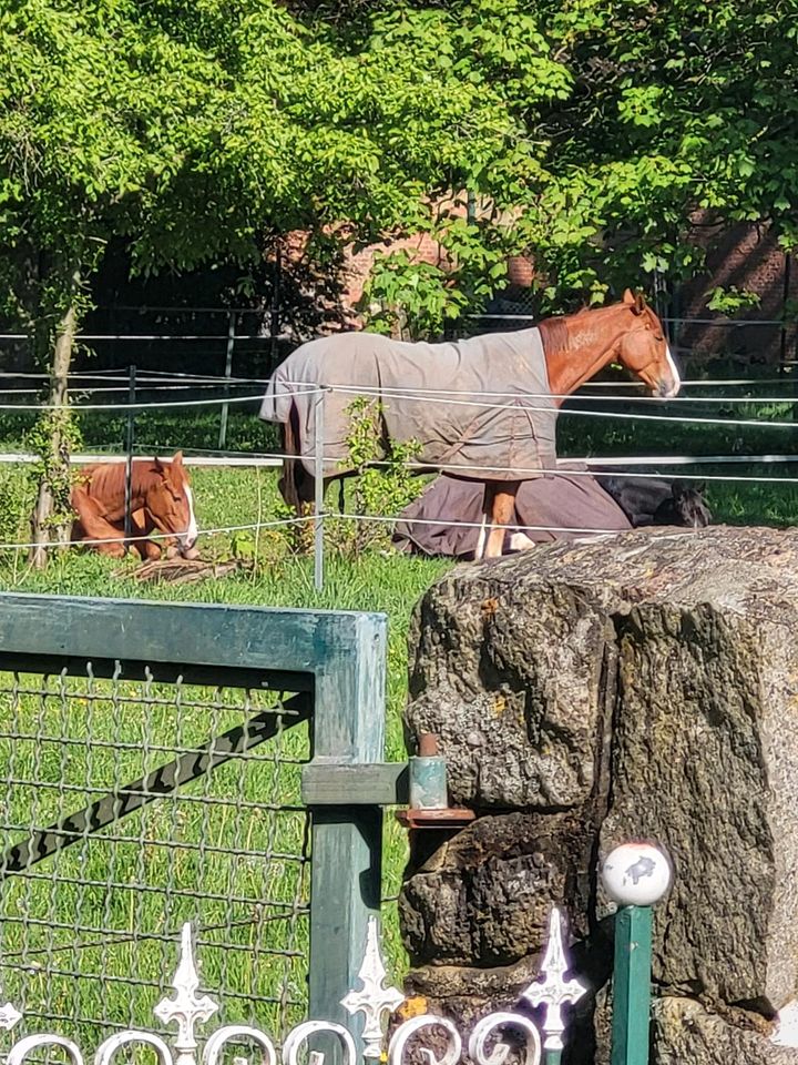 OFFEN/ o  Boxen - Stallplatz für ein Shetty oder Pony in Rosengarten