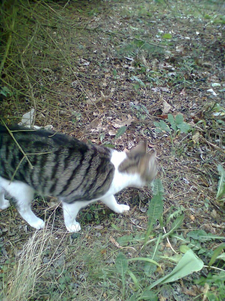 Vermisst Kater Katze in Bersteland