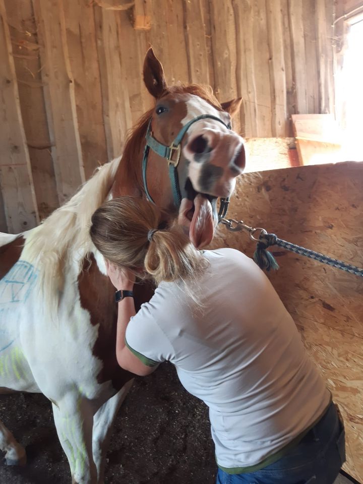 Tierphysio Simone Desalm in Nürnberg (Mittelfr)