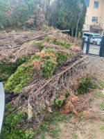 Hecke thuja als Brennholz, Holz ich zahle 50€ bei Abholung Baden-Württemberg - Kandern Vorschau