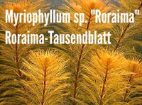 5 х Myriophyllum sp. "Roraima" Roraima-Tausendblatt Baden-Württemberg - Fellbach Vorschau