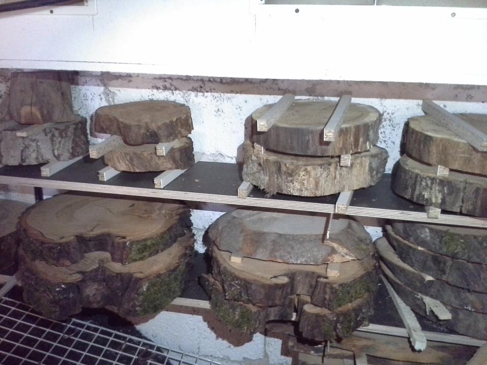 Baumscheiben, Holzscheiben sägerau oder gehobelt mit Waldkante in Usingen