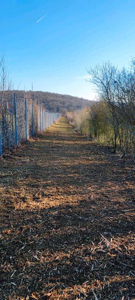 Mäharbeiten Mähen Mulchen Mulcharbeiten Grünflächenpflege in Marktheidenfeld