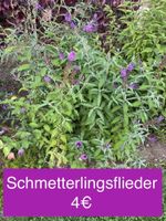 Schmetterlingsflieder, Sommerflieder (violette Blüten), Busch Thüringen - Tonna Vorschau