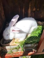 Weiße Riesen Kaninchen Krummhörn - Greetsiel Vorschau