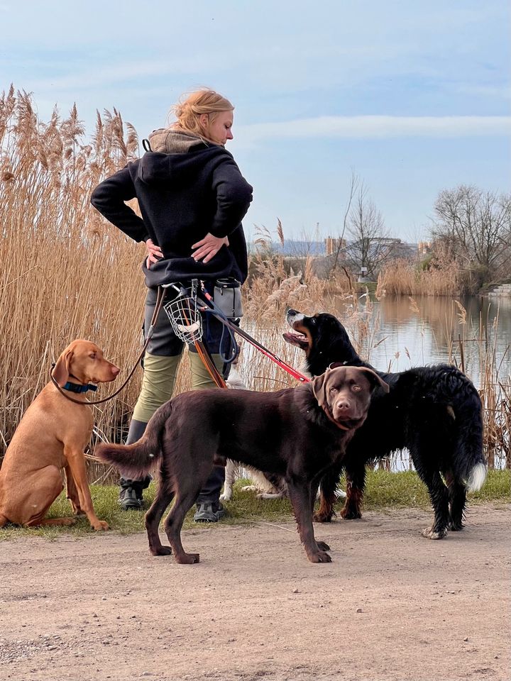 Dogwalker • Gassi-Service • mobile Hundebetreuung • Hundesitter in Erfurt