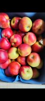 Äpfel verschiedene Sorten frisch Top Qualität regional saisonal Baden-Württemberg - Teningen Vorschau