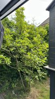 Magnolie, magnolienbaum, Pflanzen, Garten Niedersachsen - Deutsch Evern Vorschau