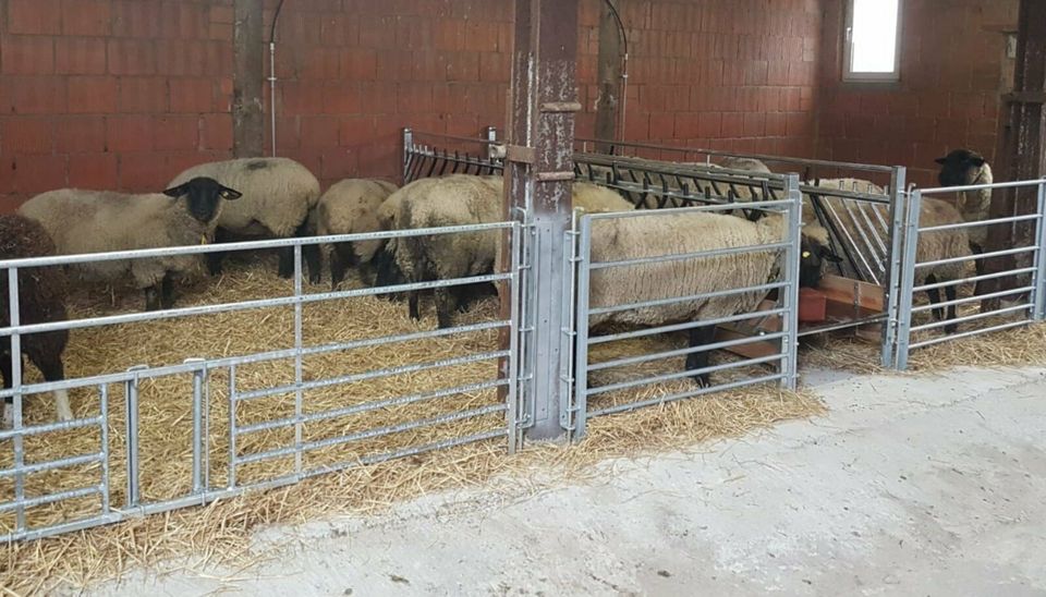 Futtertischgang - Raufe für Schafe Lämmer Suffolk Texel Silo Heu in Trendelburg