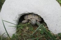 Schildkrötenhaus 42x31x13 cm Kleintierhaus Beton Höhle Habitat Rheinland-Pfalz - Hamm am Rhein Vorschau