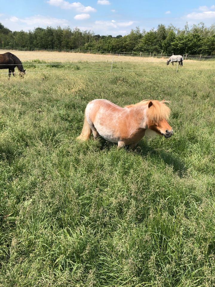 Offenstall / Offenstallplatz für Pferd bis ca 1,55m in Bottrop