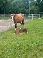 DRP Stutfohlen, Deutsches Reitpony Nordrhein-Westfalen - Hünxe Vorschau