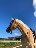 Haflinger Hafistute Bayern - Truchtlaching Vorschau