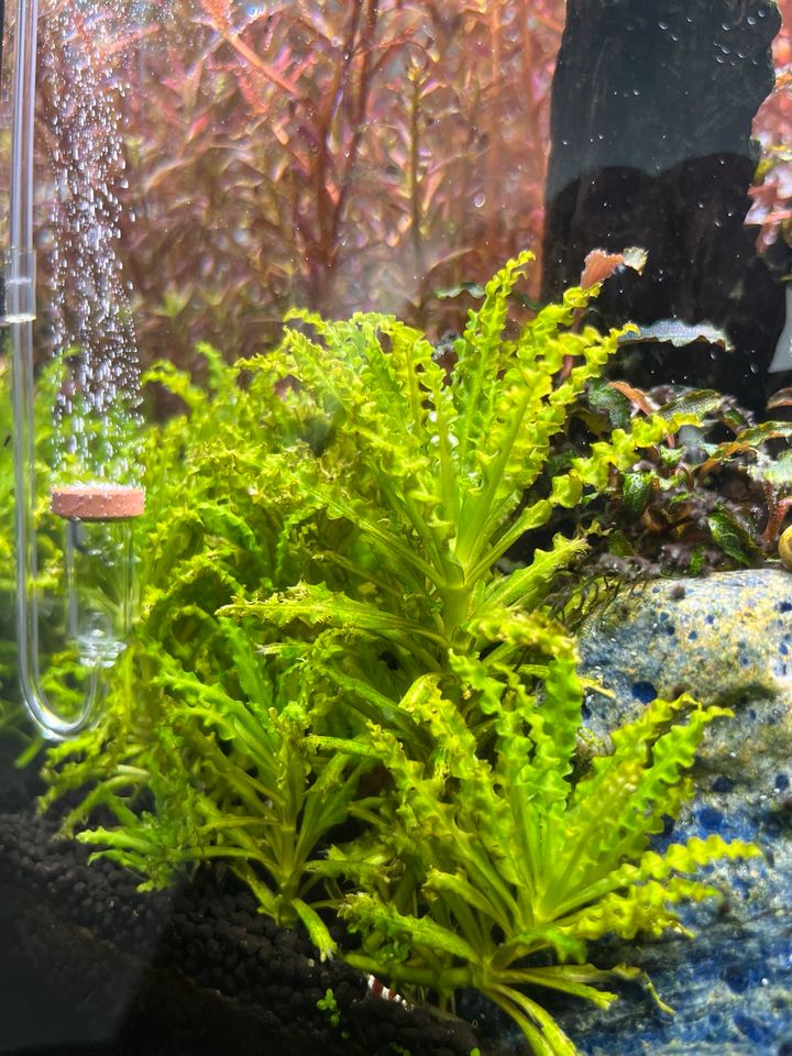 Aquarium Pflanze - Pogostemon Helferi in Kerpen