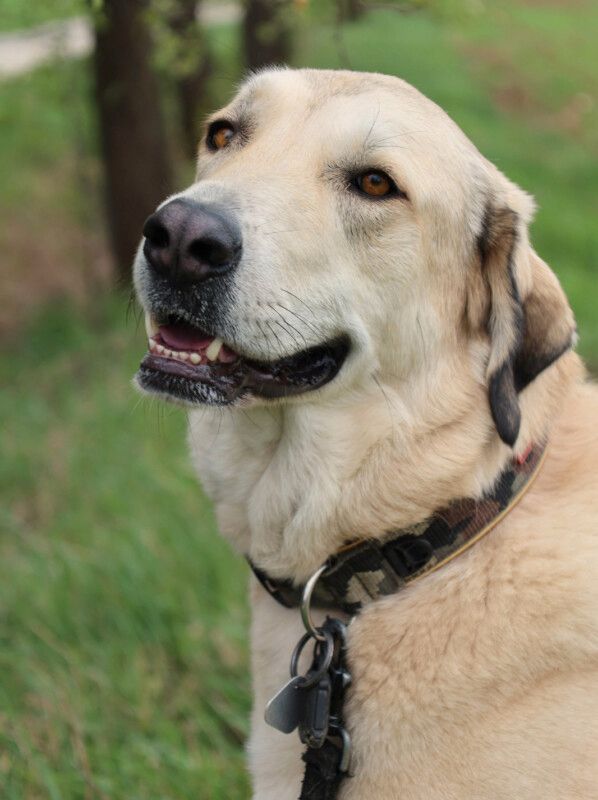 Zimtschnecke, Kangal-Mix, 4 J., weiblich, Tierhilfe Franken e.V. in Lauf a.d. Pegnitz