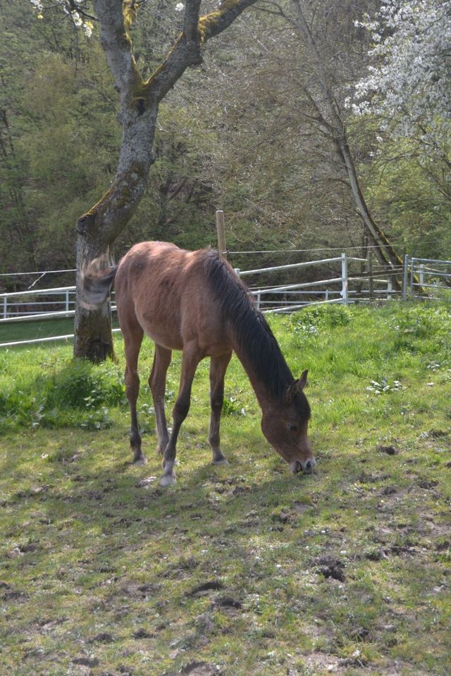 Vollblut Araber Jährling für Freizeit Reiten, Familie und Zucht in Boppard