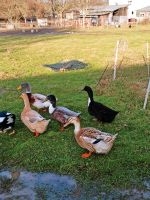 Bruteier Enten, Landenten Sachsen - Nossen Vorschau