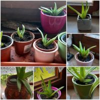 ALOE- VERA Hessen - Lohra Vorschau