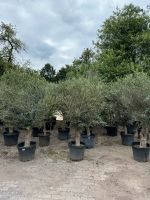 Olivenbaum❗️Olea Europaea❗️Olive❗️REDUZIERT❗️ Nordrhein-Westfalen - Oberhausen Vorschau