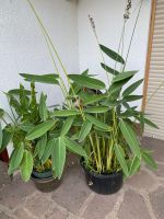 Thalia dealbata Hessen - Romrod Vorschau