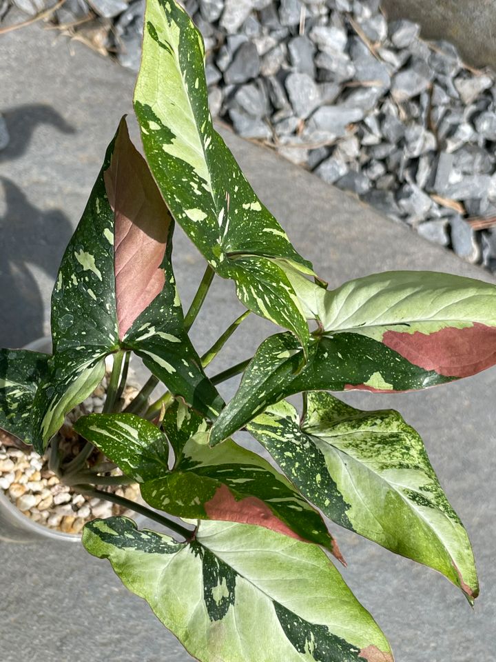 Syngonium Red Spot Tricolor in Dinslaken