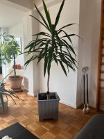 Yucca Zimmerpflanze Berlin - Charlottenburg Vorschau