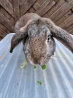 Kaninchen Widder Böckchen Nordrhein-Westfalen - Eschweiler Vorschau